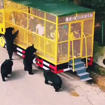 Many Bears Surround a Tour Bus