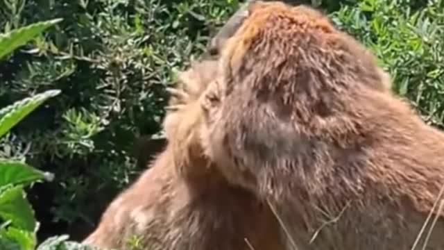 Why fight and kiss at the same time?