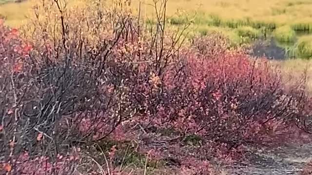 Moose Hunting in Alaska