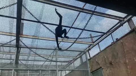 Gibbon monkeys jumping around!