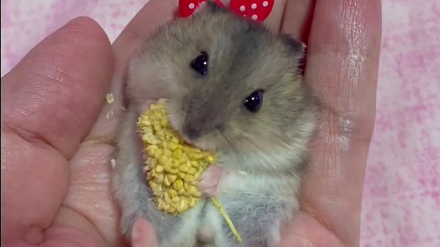 Throwback to our adorable little bundle of hamjoy! 🐹💕