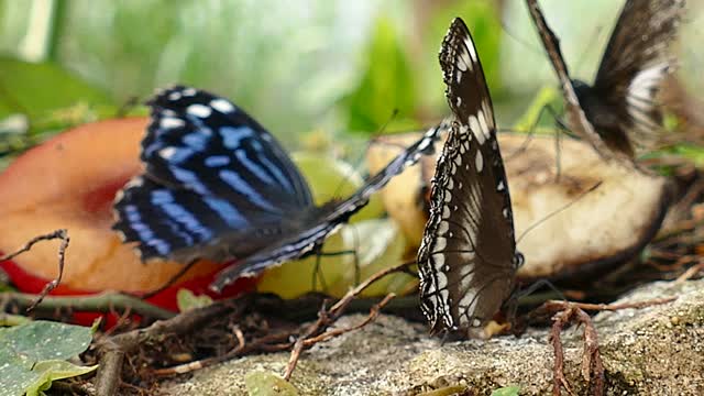 Three butterflies spot on the ground