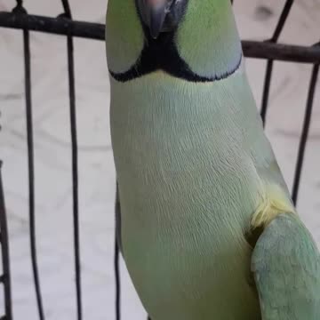 Sab kuch bolne wala tota mithu cute mithuwa 😍😍😍😍seti marta he