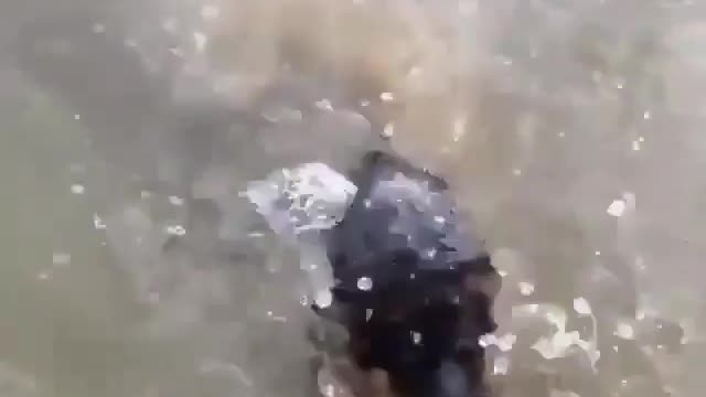 The dog swimming