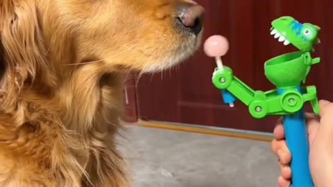 Fooling Dog