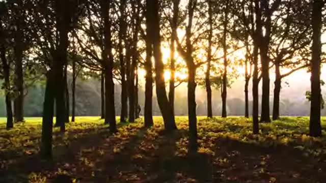 Walking Through Trees at Sunset