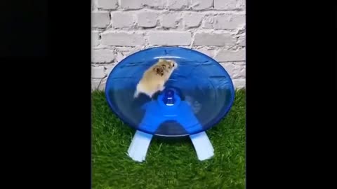 Cute And Funny Pets |Pets Compilation #11💗 Cutest Lands