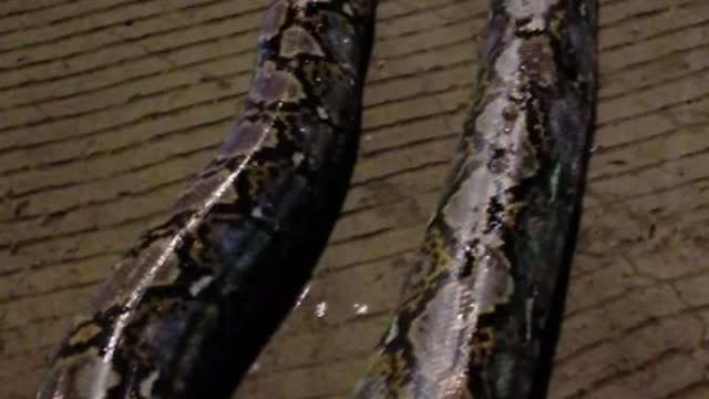 Python Rescued from Narrow Storm Drain