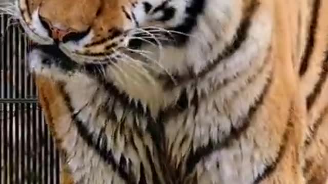 Transformation Tiger video