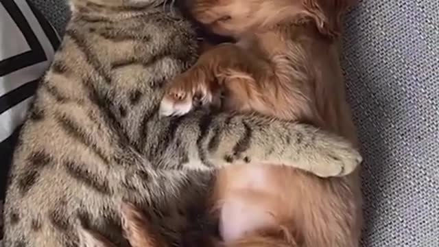 Adorable Kitten and Puppy Cuddling