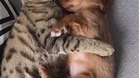 Adorable Kitten and Puppy Cuddling