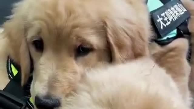 Fanny Baby dog | Funny animal dog ||