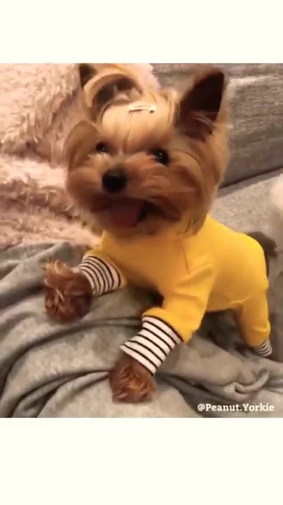 yorkshire being cute... prettiest little thing