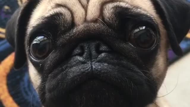 Pug puppy adorably begs for food