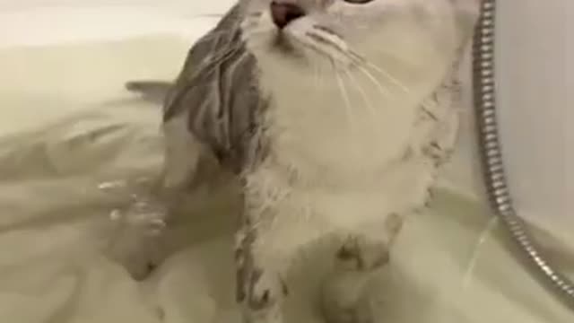 My Cute Kitten Cat Takes A Bath For The First Time ☆