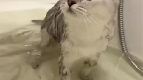 My Cute Kitten Cat Takes A Bath For The First Time ☆