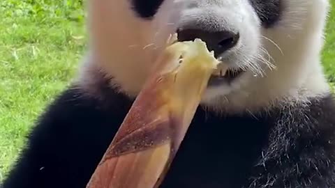 Panda eating bamboo is so cute