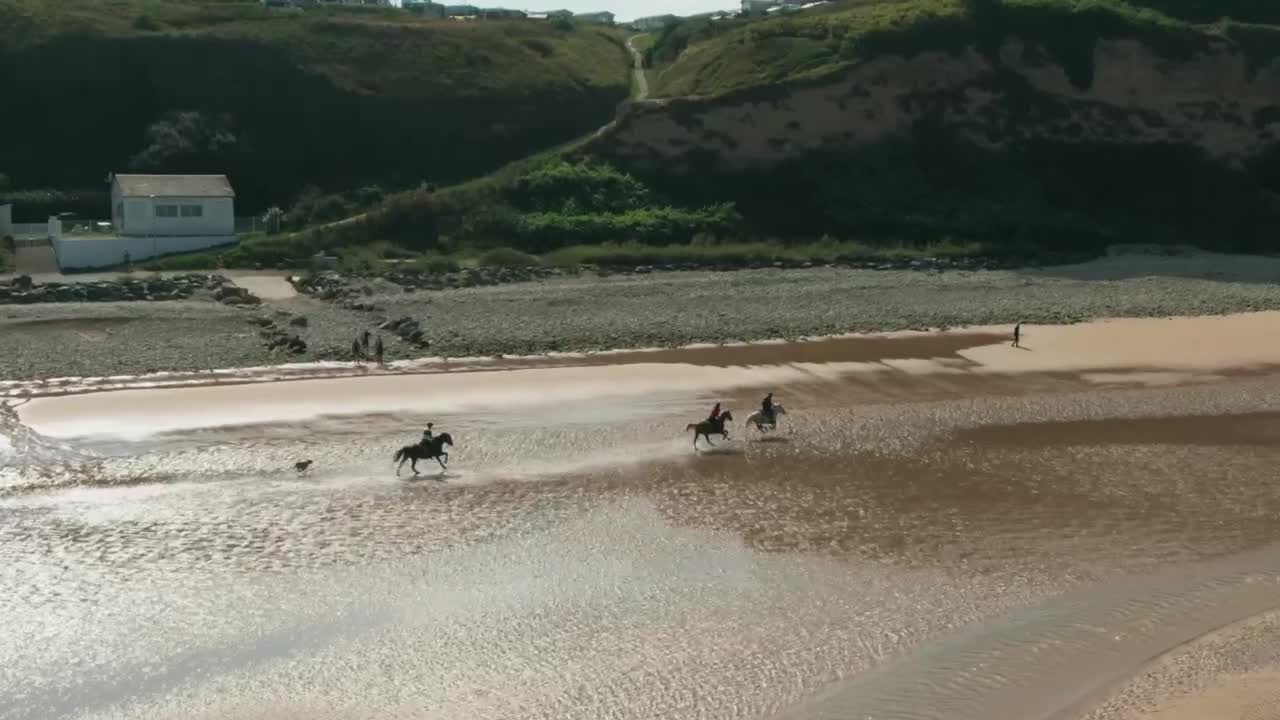 Horses walking in sea