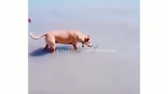 wow a dog swimming in shallow water