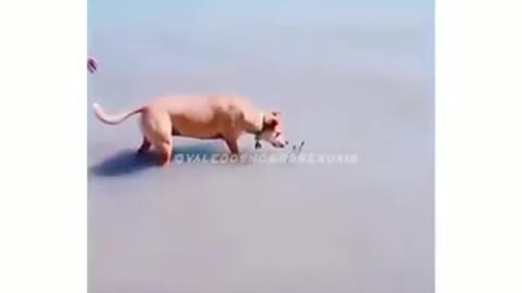 wow a dog swimming in shallow water