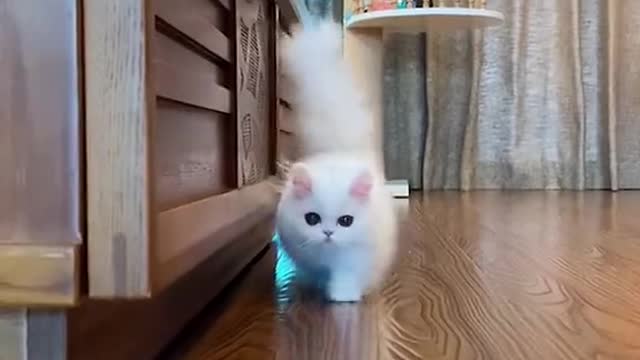 Cute and Funny Cat Videos Compilation - PART 3