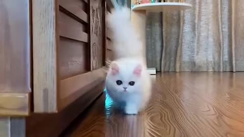 Cute and Funny Cat Videos Compilation - PART 3
