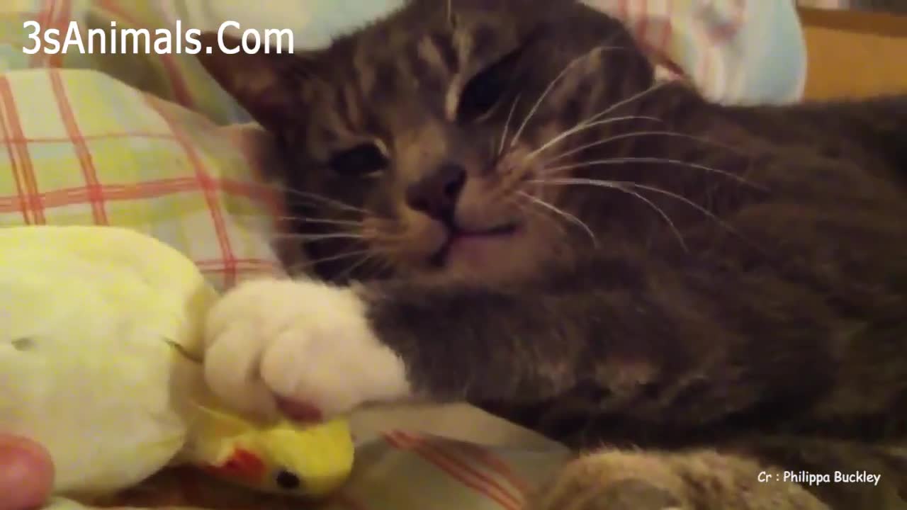 Funny parrots Annoying compilation of cats 😿