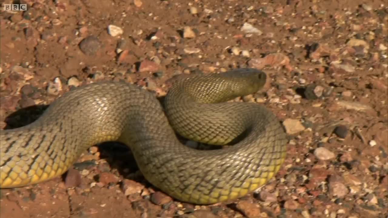 Up Close with the Most Venomous Snake on Earth! | Deadly 60 | BBC Earth