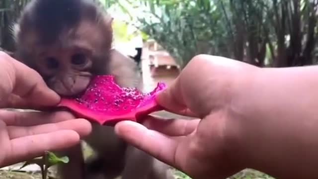 cute monkey eating dragon fruit