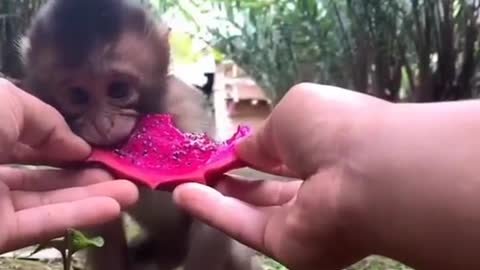 cute monkey eating dragon fruit