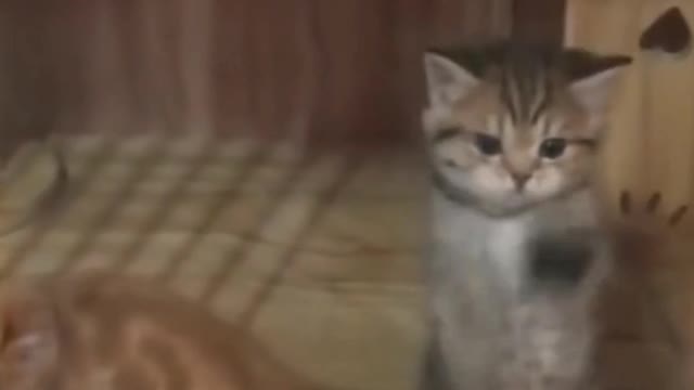 Cat video Cat funny video Amazing video