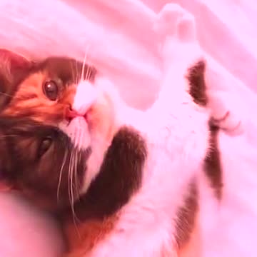 How can you say no to such a cute kitten ?