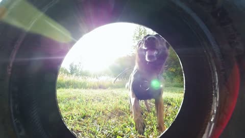 Dog carries a car tire in teeth. Forest. Slow motion