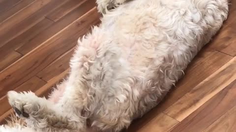 Fluffy tan dog lies on back on wooden floor