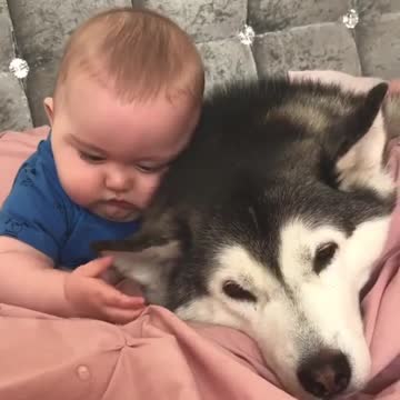 The little owner lies on the bed and plays with the dog's ears