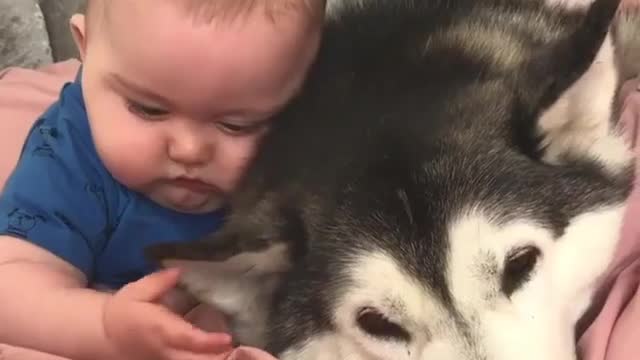 The little owner lies on the bed and plays with the dog's ears