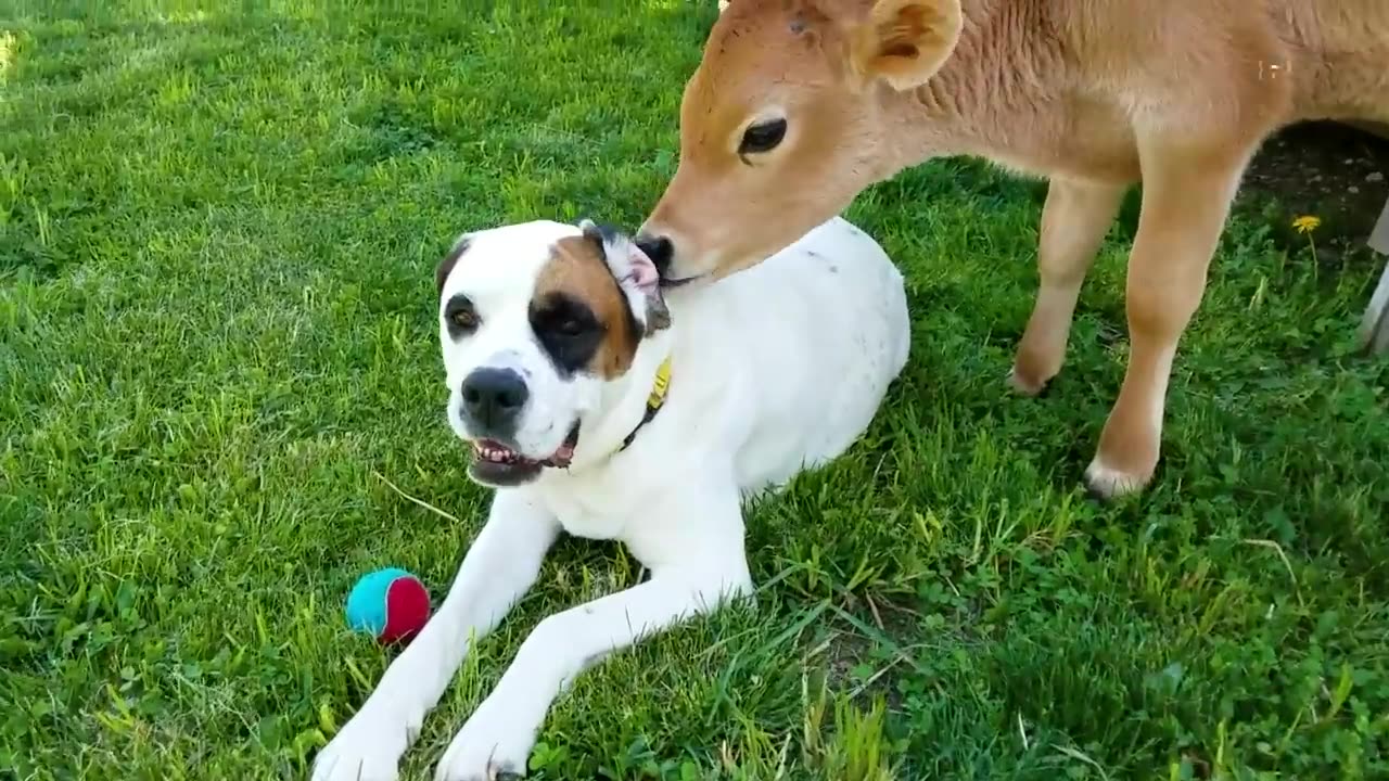 Funny Farm Animal Video