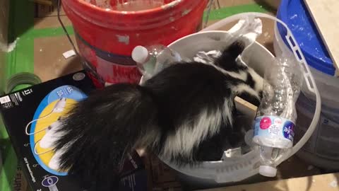 Skunk Izzy Bug wants popcorn!