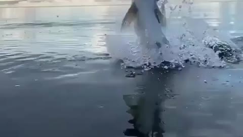 This is a beautiful and charming water-dwelling species