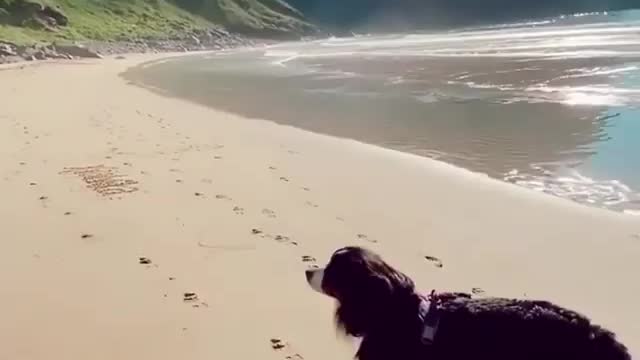 Dog enjoying the beach in norway