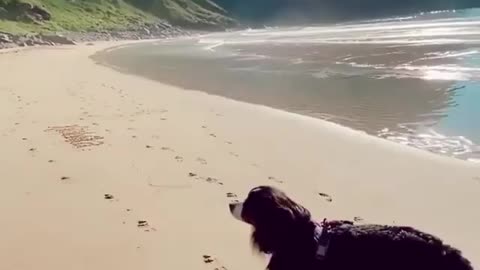 Dog enjoying the beach in norway