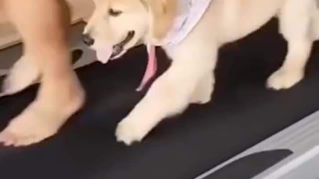 Try not to Laugh at this Ultimate funny Dog video