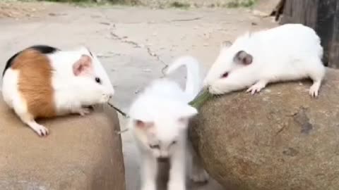 What are these two guinea pigs doing?