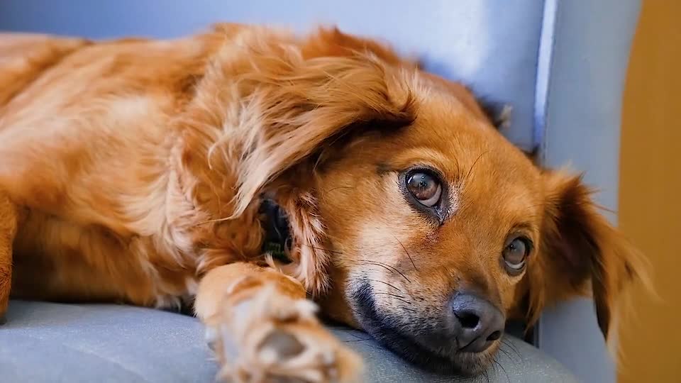 cute dog
