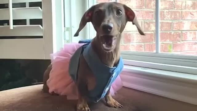 Funny compilation of mix dogs lip sync mam miah