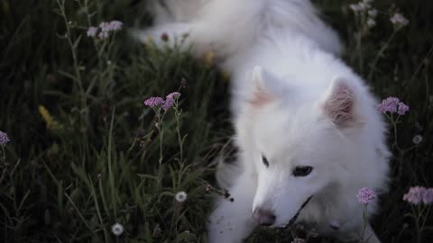 White dog on green grass