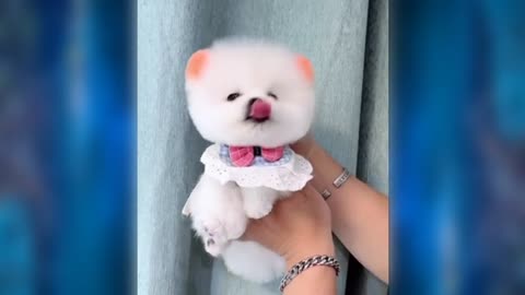 Very cute dog🥰🥰