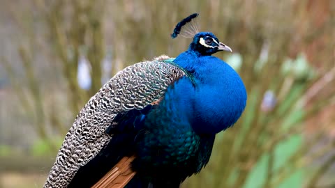 A beautiful peacock is feeling in sad mood and waiting for peahen