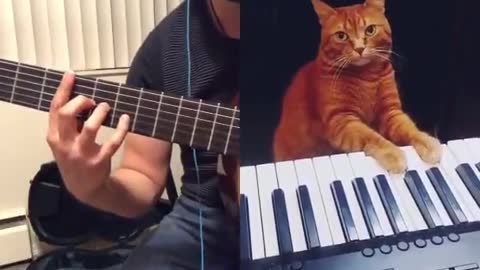 Cat playing piano