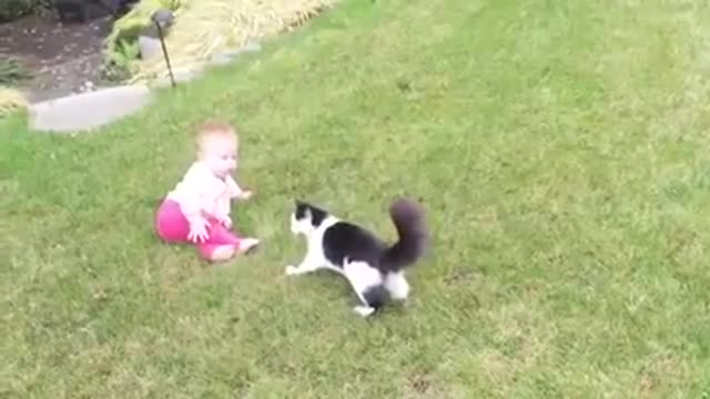 a collection of funny videos of babies playing with cats